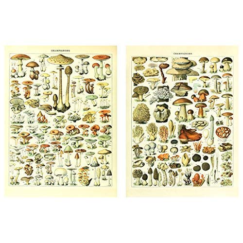 Meishe Art Poster Pilze Jahrgang Champignons Identifizierung Verweis Diagramm Plakate Drucken Kunstdrucke Bilder Plakatdruck Abbildung Botanischen Pädagogische Wand Decor 14.57'' x 19.69'' 2pcs/Set von Meishe Art