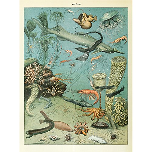 Meishe Art Poster Plakate Drucken Plakatdruck Jahrgang Kunstdruck Meerestiere Organismus Tiefsee Fische Kreaturen.Arten Rassen Identifizierung Bezug Chart Hummer Quallen von Meishe Art