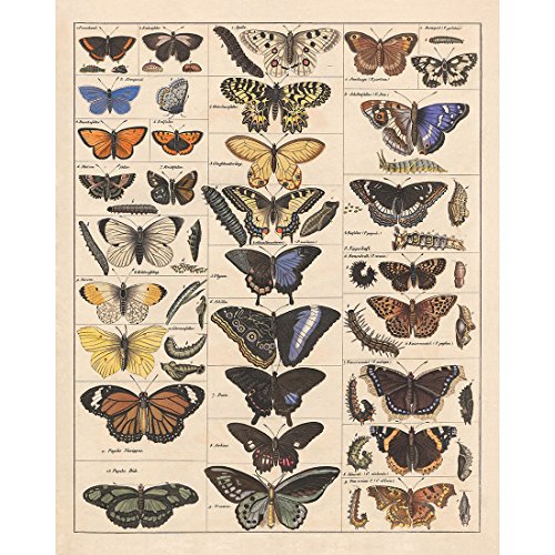 Meishe Art Poster Plakate Drucken Plakatdruck Schmetterlinge Jahrgang Insekten Arten Identifizierung Bezug Abbildung Illustrationen Klassenzimmer Club Wand Dekor(40cmx50cm) von Meishe Art