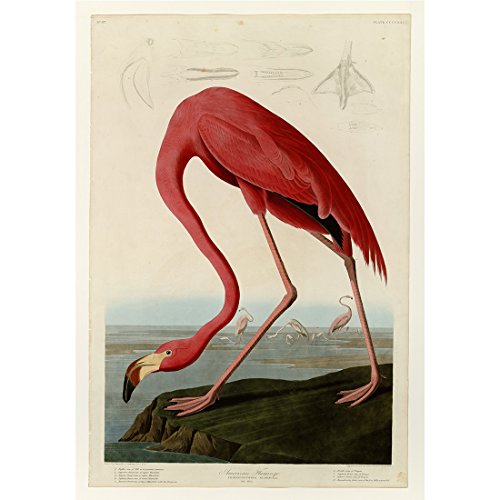 Meishe Art Poster Vögel Jahrgang Plakate Drucken Plakatdrucke Flamingo Pelikan Wilde Tiere Dekorative Illustration Antik Dekoration Kunst Wand Dekor von Meishe Art