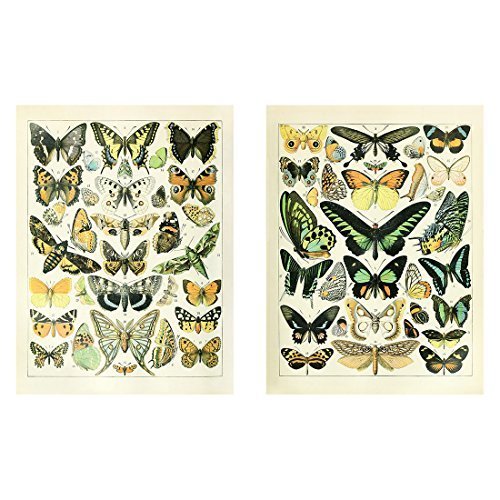 Meishe Art Schmetterlinge Poster Kunstdrucke Plakatdruck Schmetterling der Welt Rassen Identifizierung Bezug Alte Wissenschaftliche Bunt Wand Dekor 17.72'' x 23.62'' 2pcs/Set von Meishe Art