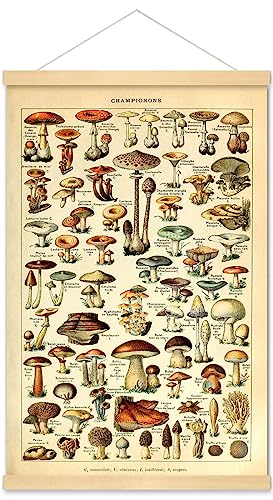 Meishe Art Vintage Poster Druck Pilze Champignons Identifikation Referenzdiagramm Diagramm Illustration Botanische Pädagogische Kleiderbügel Rahmen Wanddekoration von Meishe Art