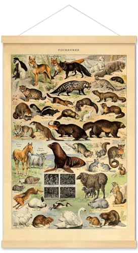 Meishe Posterdruck, Wandkunst, Wildtierarten, Fuchs, Pferd, Ziege, Schwan, Kaninchen, Eichhörnchen, Illustrationssammlung, Biologie, Vintage, Bildungswissenschaft, gerahmt, Heimdekoration von Meishe Art