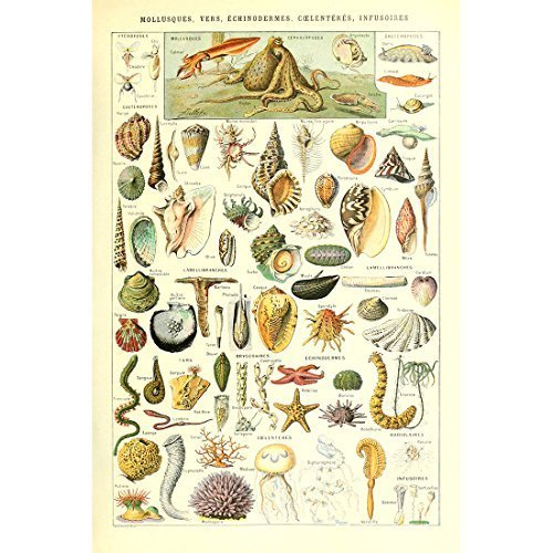 Vintage Poster Druck Kunstdrucke Meeresbiologie Sammlung Wissenschaftliche Identifikationschart mit Meereslebewesen Muscheln - Marine Wandkunst für Labor Küchendekor 40x60cm von Meishe Art