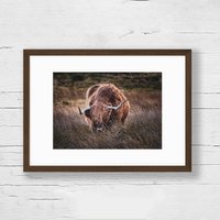 Fotografie Highland-Rind Im Gras | 21x30cm/Fotodruck Wanddeko Schottland Fotografie Highland-Rind Im Gras | 21x30cm/Fotodruck Wanddeko Schottland von MelWenzlPhotography