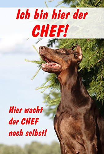 Melis-Folienwerkstatt Schild Warnschild Achtung Dobermann Hund Hundeschild Ich Bin Hier der Chef – 30x20cm Hartschaum Aluverbund -S25A Melis-Folienwerkstatt Schild Warnschild Achtung Dobermann Hund Hundeschild Ich Bin Hier der Chef – 30x20cm Hartschaum Aluverbund -S25A von Melis-Folienwerkstatt