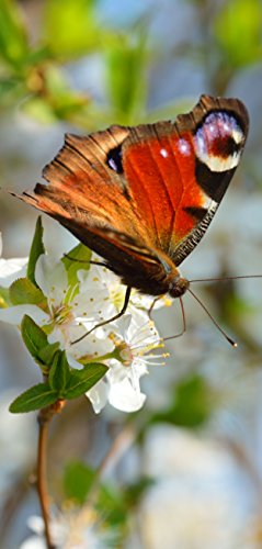 Melis Folienwerkstatt Türtapete Türposter selbstklebend – Schmetterling auf Blüte - 90x205cm und 100x210cm - Fototapete Poster Türfolie Tapete – T00106 von Melis Folienwerkstatt