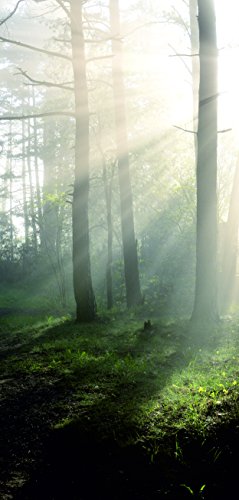 Melis Folienwerkstatt Türtapete Türposter selbstklebend – Sonnenstrahlen im Wald - 90x205cm und 100x210cm - Fototapete Poster Türfolie Tapete – T00161 von Melis Folienwerkstatt