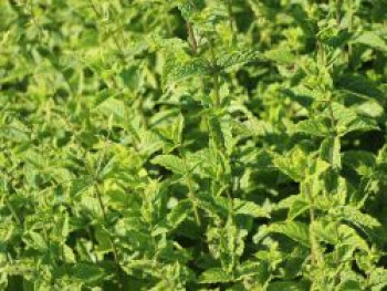 Marokkanische Minze 'Maroccan', Mentha spicata 'Maroccan', Topfware von Mentha spicata 'Maroccan'