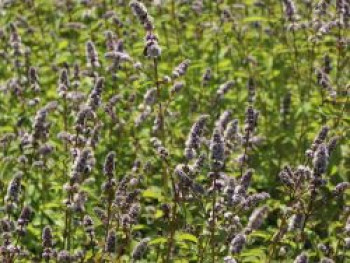 Schweizerische Minze 'Swiss', Mentha spicata 'Swiss', Topfware von Mentha spicata 'Swiss'
