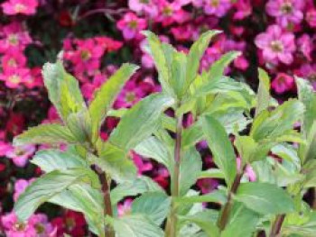 Ährige Minze, Mentha spicata, Topfware von Mentha spicata