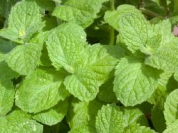 Apfel-Minze 'Apple Mint', Mentha suaveolens 'Apple Mint', Topfware von Mentha suaveolens 'Apple Mint'