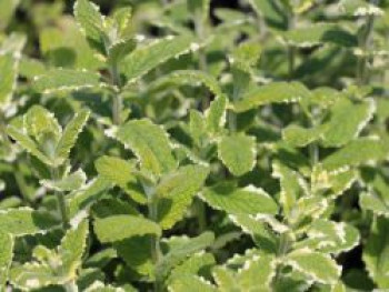 Buntblättrige Minze 'Variegata', Mentha suaveolens 'Variegata', Topfware von Mentha suaveolens 'Variegata'