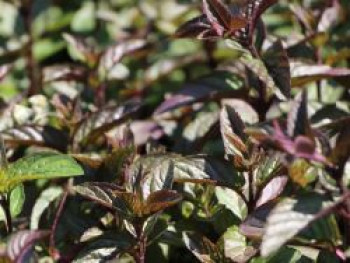 Schokoladen-Minze 'Chocolate', Mentha x piperita 'Chocolate', Topfware von Mentha x piperita 'Chocolate'