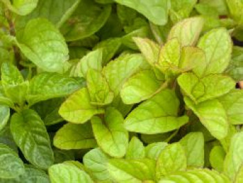 Kölnisch-Wasser-Minze 'Eau de Cologne', Mentha x piperita var. citrata 'Eau de Cologne', Topfware von Mentha x piperita var. citrata 'Eau de Cologne'