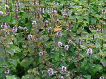 Pfefferminze, Mentha x piperita, Topfware von Mentha x piperita