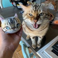 Personalisierter Katzen Übertopf Handbemaltes Tierportrait Personalisierter Katzen Übertopf Handbemaltes Tierportrait von Meow3DStore