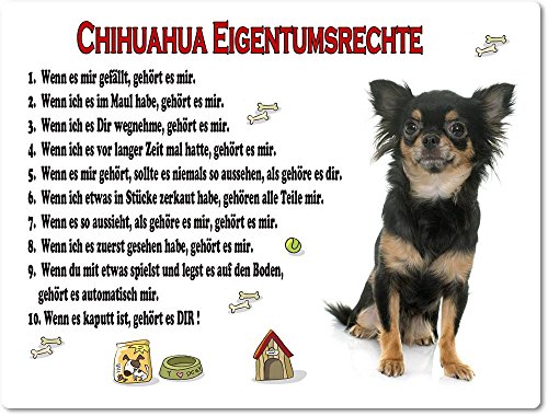 Merchandise for Fans Blechschild/Warnschild/Türschild - Aluminium - 15x20cm Eigentumsrechte Motiv: Chihuahua Kurzhaar schwarz sitzend (03) von Merchandise for Fans