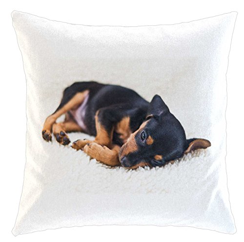 Kissen/weiches Kuschelkissen mit Füllung 40x40cm - Motiv: Pinscher/Zwergpinscher/Rehpinscher schläft | 01 von Merchandise for Fans