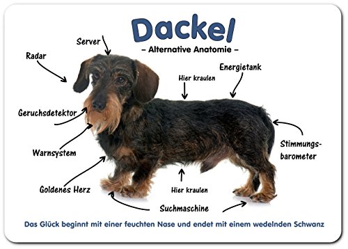 Merchandise for Fans Blechschild/Warnschild/Türschild - Aluminium - 20x30cm - DACKEL, TECKEL, Dachshund: Alternative Anatomie - 01 Merchandise for Fans Blechschild/Warnschild/Türschild - Aluminium - 20x30cm - DACKEL, TECKEL, Dachshund: Alternative Anatomie - 01 von Merchandise for Fans