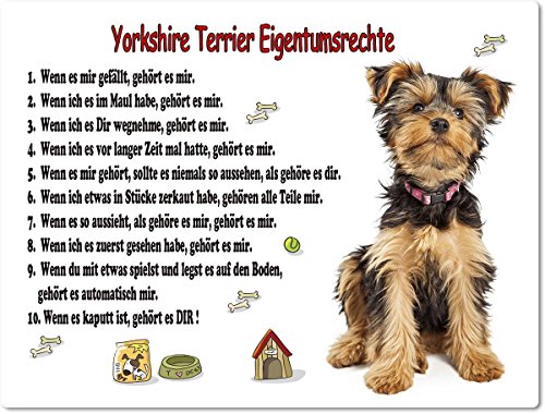 Merchandise for Fans Blechschild/Warnschild/Türschild - Aluminium - 20x30cm Eigentumsrechte Motiv: Yorkshire Terrier (01) von Merchandise for Fans