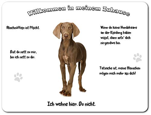 Merchandise for Fans Blechschild/Warnschild/Türschild - Aluminium - 20x30cm - - Willkommen in Meinem Zuhause - Motiv: Weimaraner Junghund stehend - 01 von Merchandise for Fans