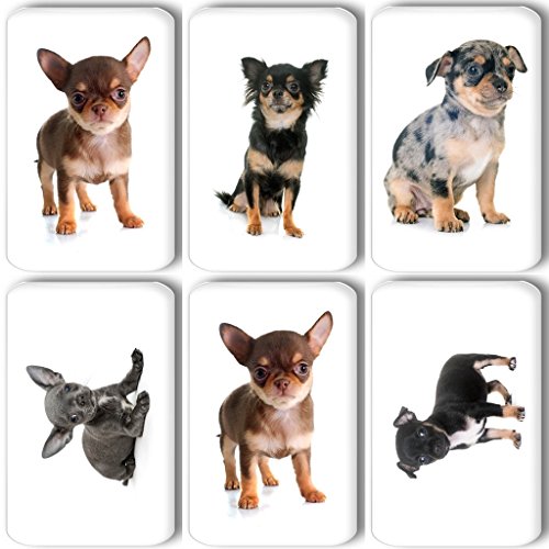 Merchandise for Fans Chihuahua - 6 rechteckige Kühlschrankmagnete 5,8 x 3,7 cm - 01 von Merchandise for Fans
