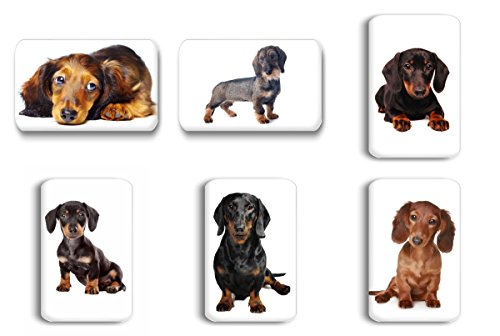 Merchandise for Fans Dackel/Teckel/Dachshund - 6 rechteckige Kühlschrankmagnete 7X 4,5 cm - 04 für Memoboard Pinnwand Magnettafel Whiteboard von Merchandise for Fans