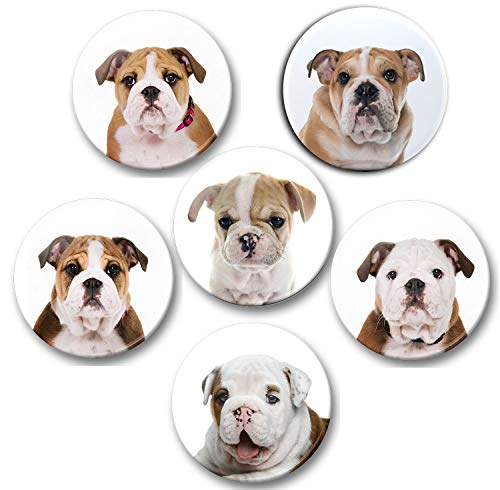 Merchandise for Fans Englische Bulldogge Porträt - 6 große Kühlschrankmagnete [ 06 ] für Memoboard Pinnwand Magnettafel Whiteboard von Merchandise for Fans