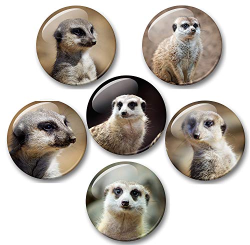 Merchandise for Fans Erdmännchen - 6 große Kühlschrankmagnete [ 05 ] für Memoboard Pinnwand Magnettafel Whiteboard von Merchandise for Fans