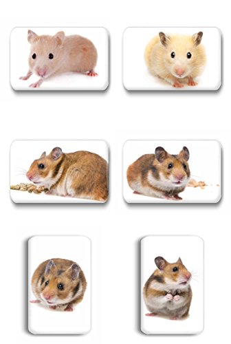 Merchandise for Fans Hamster/Zwerghamster/Goldhamster - 6 rechteckige Kühlschrankmagnete 7X 4,5 cm - 01 für Memoboard Pinnwand Magnettafel Whiteboard von ANGEL CITIZ