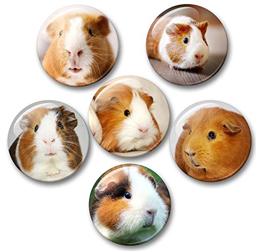 Merchandise for Fans Meerschweinchen - 6 große Kühlschrankmagnete [ 01 ] von Merchandise for Fans