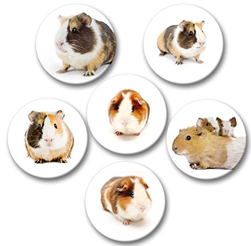 Merchandise for Fans Meerschweinchen - 6 große Kühlschrankmagnete [ 05 ] für Memoboard Pinnwand Magnettafel Whiteboard von Merchandise for Fans
