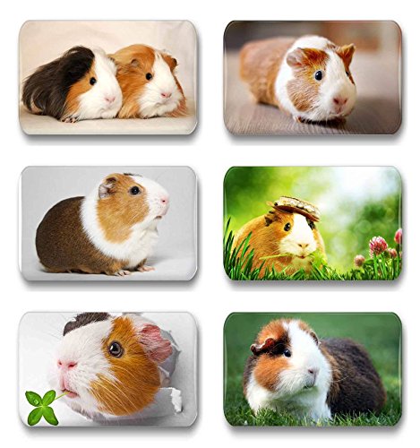 Merchandise for Fans Meerschweinchen - 6 rechteckige Kühlschrankmagnete 7X 4,5 cm - 01 für Memoboard Pinnwand Magnettafel Whiteboard von Merchandise for Fans
