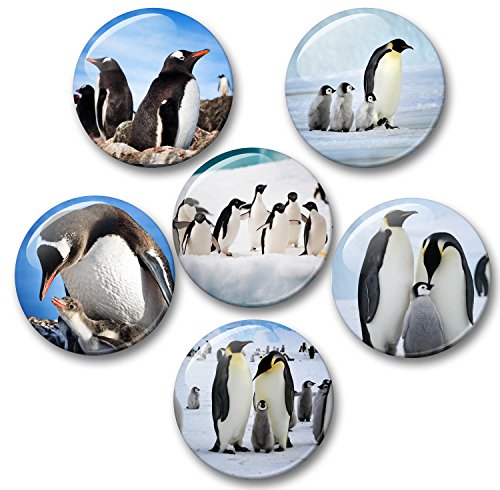 Merchandise for Fans Pinguin Pinguine in der Antarktis Meerestiere - 6 große Kühlschrankmagnete [ 04 ] von Merchandise for Fans