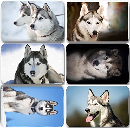 Merchandise for Fans Siberian Husky/Alaskan Malamute/Schlittenhund - 6 rechteckige Kühlschrankmagnete 7X 4,5 cm - 02 für Memoboard Pinnwand Magnettafel Whiteboard von Merchandise for Fans