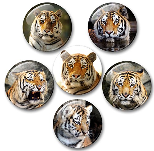 Merchandise for Fans Tiger Königstiger Sibirischer Tiger - 6 große Kühlschrankmagnete [ 01 ] für Memoboard Pinnwand Magnettafel Whiteboard von Merchandise for Fans