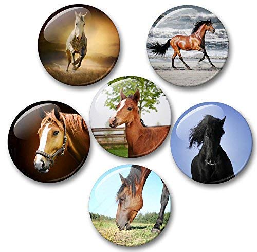 Pferde Schimmel Rappe Fohlen - 6 große Kühlschrankmagnete für Memoboard Pinnwand Magnettafel Whiteboard [ 04 ] von Merchandise for Fans