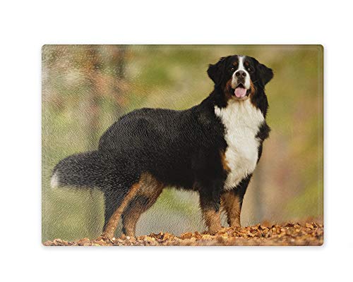 Schneidebrett/Glasschneidebrett 20x28x0,4cm - Motiv: Berner Sennenhund stehend im Wald | 02 Schneidebrett/Glasschneidebrett 20x28x0,4cm - Motiv: Berner Sennenhund stehend im Wald | 02 von Merchandise for Fans