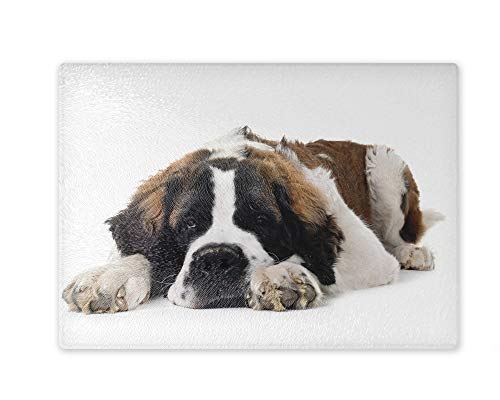 Schneidebrett/Glasschneidebrett 20x28x0,4cm - Motiv: Bernhardiner liegend Porträt | 01 von Merchandise for Fans