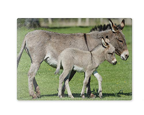 Schneidebrett/Glasschneidebrett 20x28x0,4cm - Motiv: Esel Stute mit Fohlen | 03 Schneidebrett/Glasschneidebrett 20x28x0,4cm - Motiv: Esel Stute mit Fohlen | 03 von Merchandise for Fans