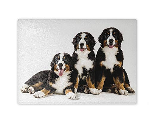 Schneidebrett/Glasschneidebrett 30x39x0,4cm- Motiv: Berner Sennenhund Familie sitzend | 03 Schneidebrett/Glasschneidebrett 30x39x0,4cm- Motiv: Berner Sennenhund Familie sitzend | 03 von Merchandise for Fans