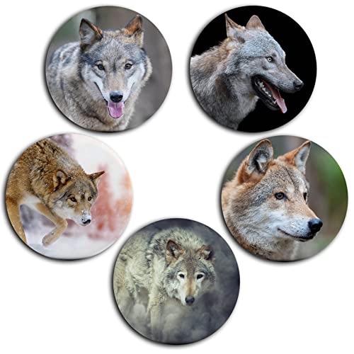 Wolf Wölfe Grauwolf europäischer Wolf Porträt in freier Wildbahn - 5 große Kühlschrankmagnete [ 08 ] von Merchandise for Fans