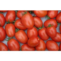 Set Aus 100 Roma Tomatensamen - Kräftige Und Produktive Sorte Festes & Süßes Fruchtfleisch Ideale Konserven Sauce Reich An Vitaminen von MesGrainesPotageres