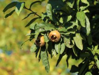 Mispel 'Holländische Großfruchtige', Mespilus germanica 'Holländische Großfruchtige', Wurzelware von Mespilus germanica 'Holländische Großfruchtige'
