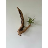 Treibholz Wand Deko Pflanze Schwemmholz Driftwood Frühling Kunstpflanzen Tillandsia Pflegeleicht Hausdekoration Skulptur von Metallzeug
