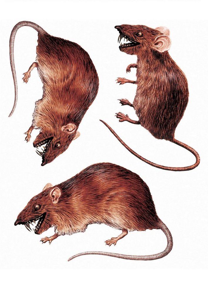 Metamorph Dekoobjekt 3D Ratten Sticker-Set von Metamorph