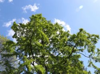 Urwelt-Mammutbaum / Chinesisches Rotholz, 80-100 cm, Metasequoia glyptostroboides, Containerware von Metasequoia glyptostroboides
