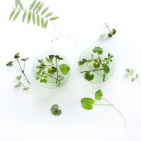 2Er Set - Getrocknete Pflanzen Und Grün Möbelknöpfe, Geschenkidee Für Urlaub, Nachttisch, Kommode von MetsikPintsel