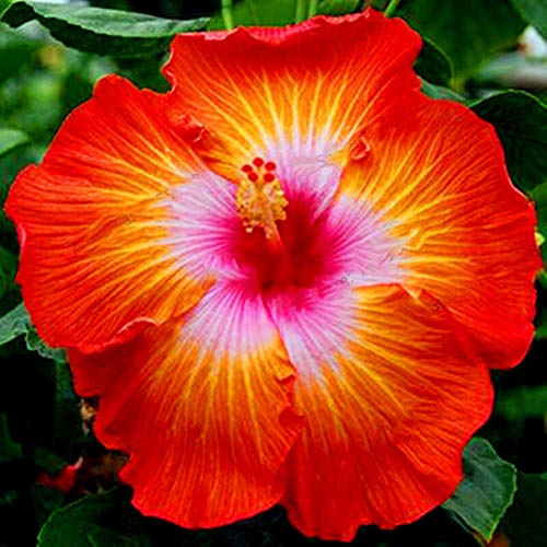 300 Stück Mischfarbe Riesige Hibiskus-Samen Bonsai-Pflanze Blumengarten Yard Decor Gartenpflanzensamen 300 Stück von MiTaiyau